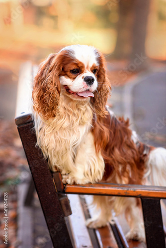 Fototapeta dog cavalier king charles spaniel blenheim on a bench in autumn