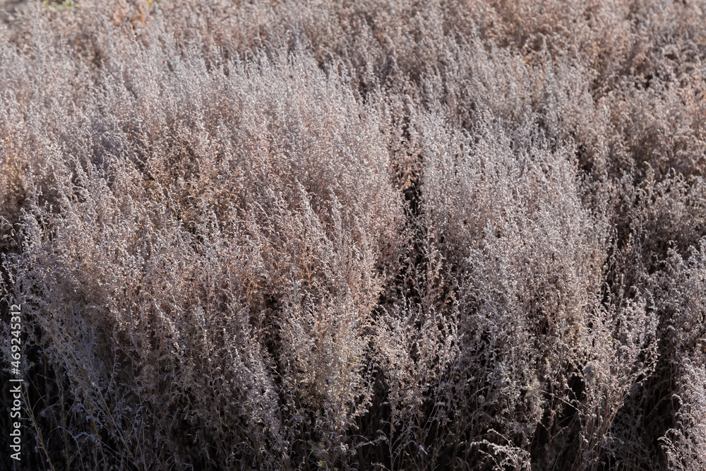 Dry high grass in sunny autumn day, selective focus Dry high grass in sunny autumn day, selective focus