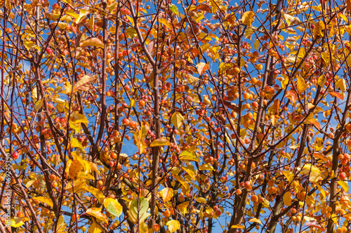 Paradise apple trees branches with fruits and autumn leaves  background