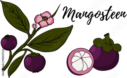 Set Mangosteen Fruit on a white background. Whole, sliced and halved Mangosteen graphics. Vector illustration.