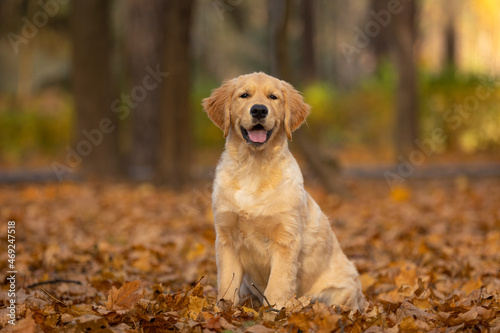 happy smiling golden retriever puppy dog walking outdoor in autumn park © _DeingeL_