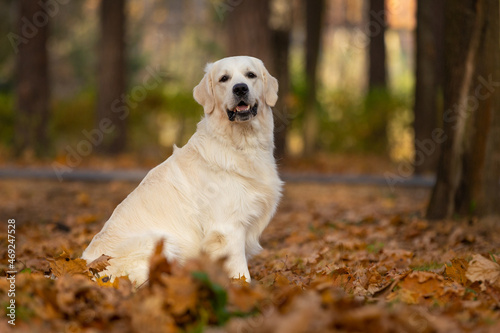 golden retriever dog walking outdoor in autumn park