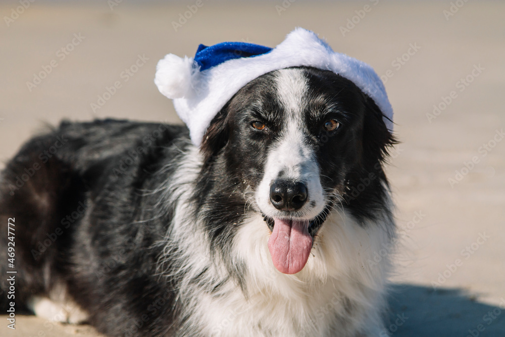 banner border collie dog celebrating christmas holidays with a blue santa claus hat