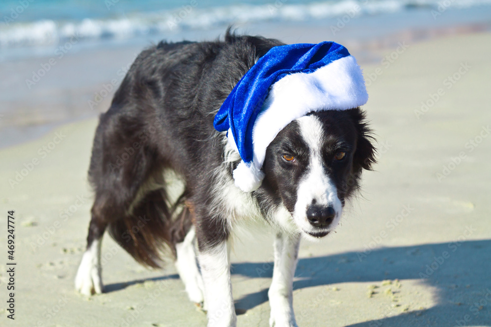 border collie dog celebrating christmas holidays with a blue santa claus hat on the beach