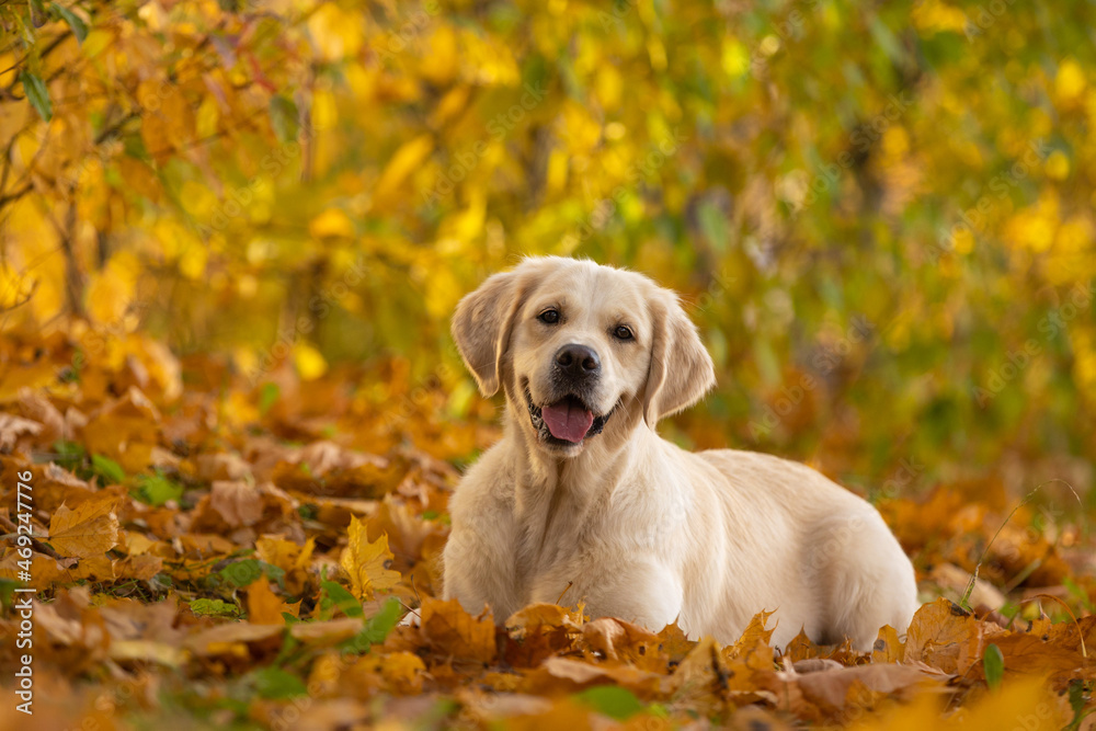 happy smiling golden retriever dog outdoor in autumn park on yellow leaves