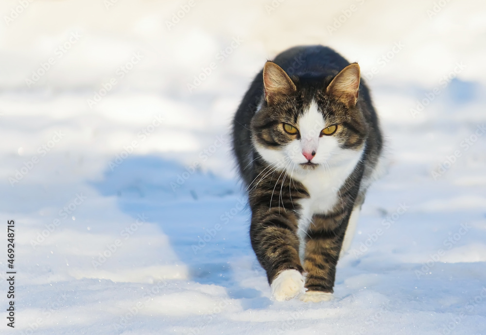 Domestic cat walks outdoors in sunny winter day. Domestic cat walks outdoors in sunny winter day.