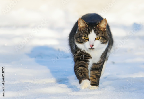 Domestic cat walks outdoors in sunny winter day.  © pictures_for_you