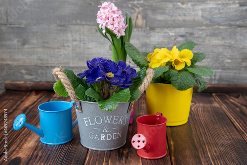 Spring flowers in pots and garden tools on a dark wooden floor.
