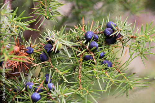 Gemeine Wacholder (Juniperus communis) mit blauen Beeren, Heilpflanze, Nutzpflanze