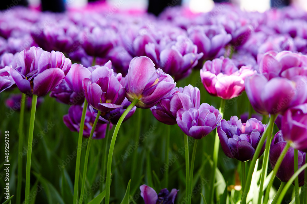 Fototapeta premium Beautiful tulip flowers blooming in a garden. Beauty tulip plant in the spring garden in rays of sunlight in nature. Blur background with bokeh image, selective focus