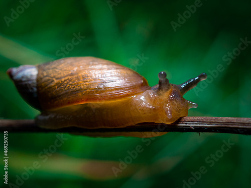 Snail