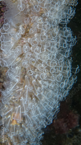 Clavelina lepadiformis