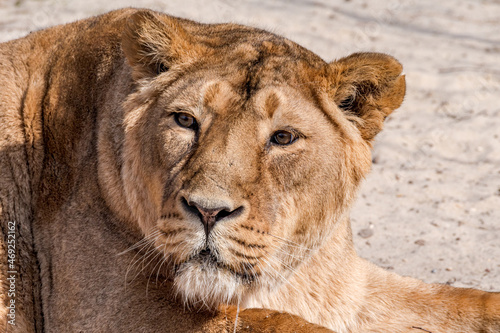 Asiatic Lioness (Panthera leo persica) © Nick Taurus