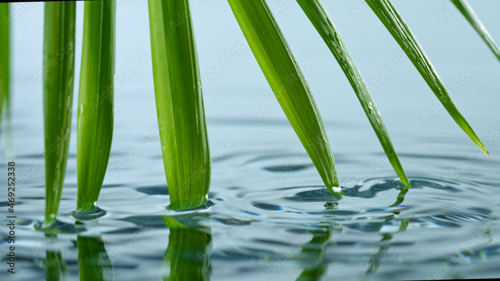 Fototapeta premium Super slow motion of water drop dripping from green palm leaves, spa and wellness background.