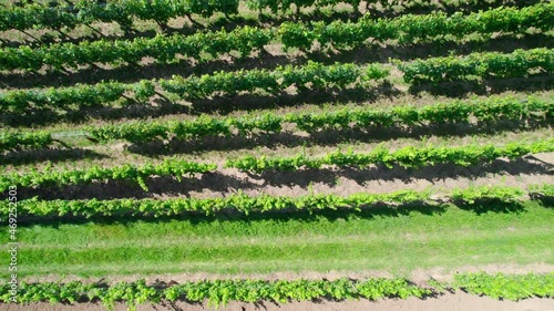 Rows of vines in fields in France. photo