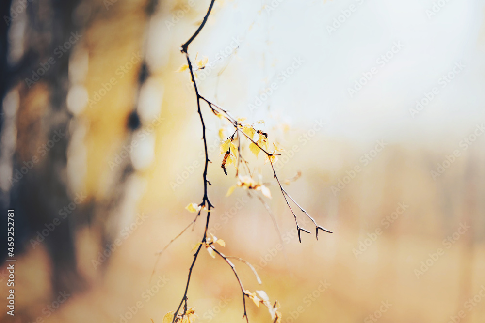A thin birch branch with young new leaves is illuminated by warm sunlight in spring. Nature in April. Birch grove. A thin birch branch with young new leaves is illuminated by warm sunlight in spring. Nature in April. Birch grove.