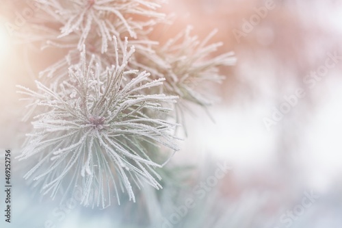 Blurred winter Christmas scene  with snowy pine branch