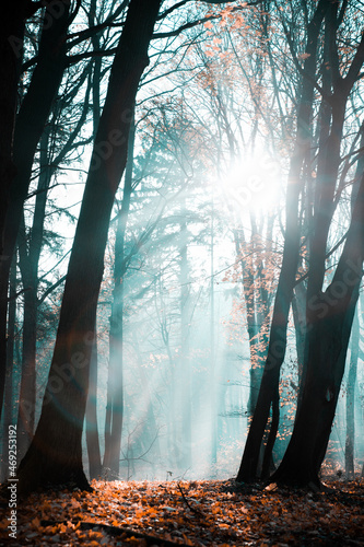 mgła o poranku w lesie w promienie słońca 