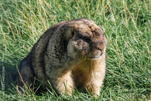 Bobak Marmot (Marmota bobak) photo