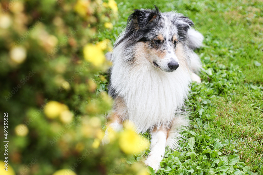 Blue Merle Shetland Sheepdog sitting near yellow blooming garden flowers. Blue Merle Shetland Sheepdog sitting near yellow blooming garden flowers.