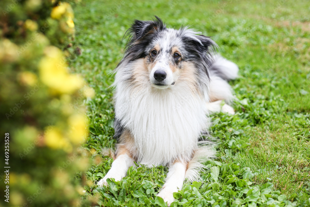 Blue Merle Shetland Sheepdog sitting near yellow blooming garden flowers.