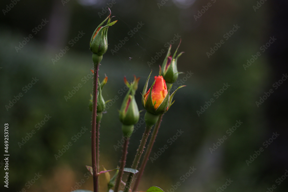 Smallb eautiful red flowers on a lovely bokeh. Smallb eautiful red flowers on a lovely bokeh.