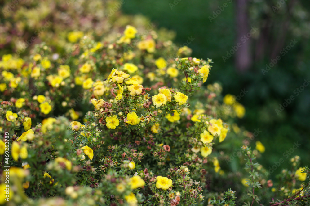 Small yellow flowers blooming froma small decorative garden bush.