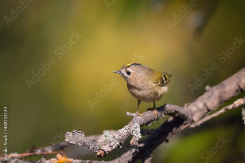 Single small Goldcrest bird sitting on tree branch © viktoriya89