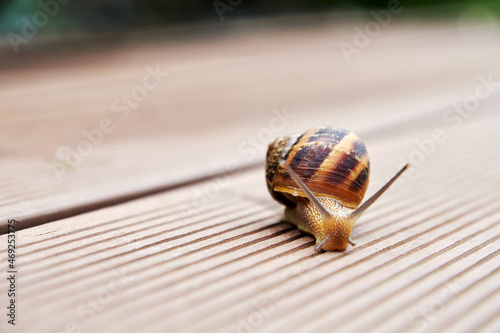 Brown snail crawling over the road. Small life and animals