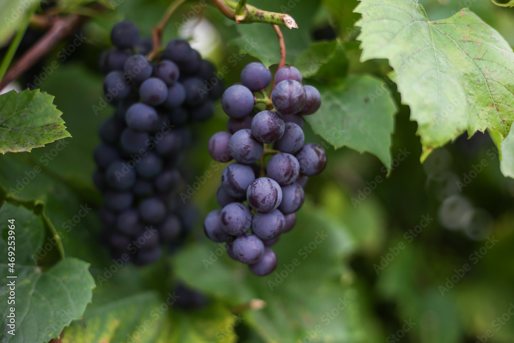 Close up detailed photography of grapes hanging in tree. Close up detailed photography of grapes hanging in tree.
