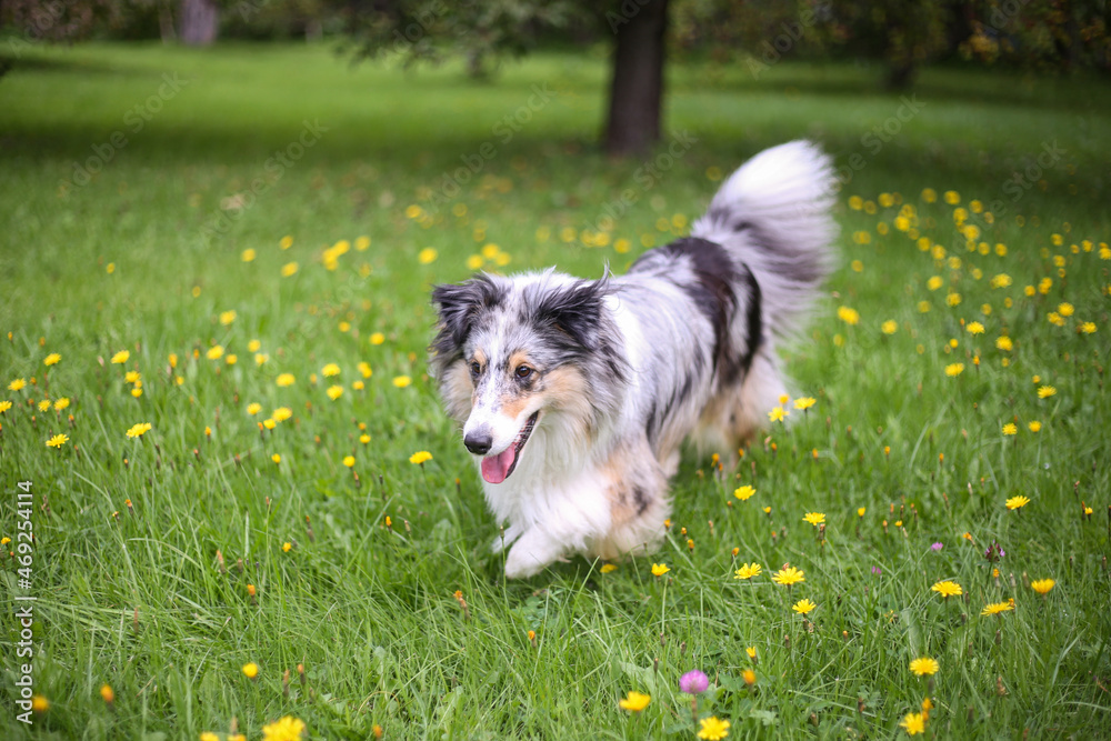 Blue merle shetland sheepdog standing in backyard garden in small beautiful yellow flowers blooming all around on the ground. Blue merle shetland sheepdog standing in backyard garden in small beautiful yellow flowers blooming all around on the ground.