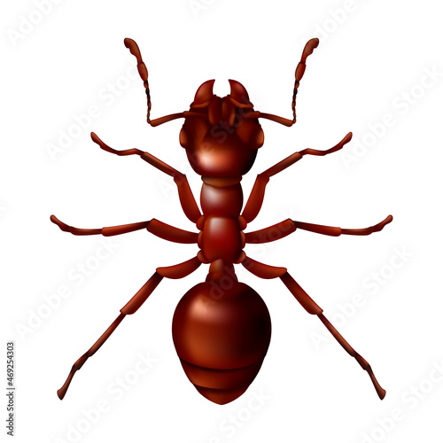 Realistic red ant close up. 3D vector illustration of a domestic insect isolated on a white background