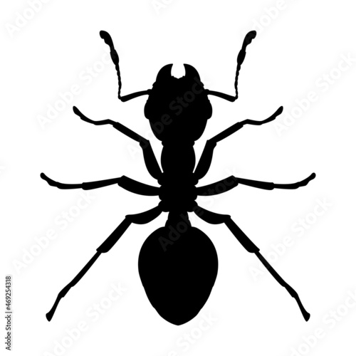 Silhouette of a worker black ant. Vector icon or emblem of a domestic insect isolated on a white background