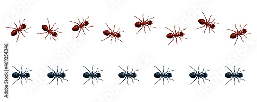 Vector set of straight and wavy lines of marching ants. 3D realistic illustration of a path or trail of walking red and black domestic insects isolated on a white background