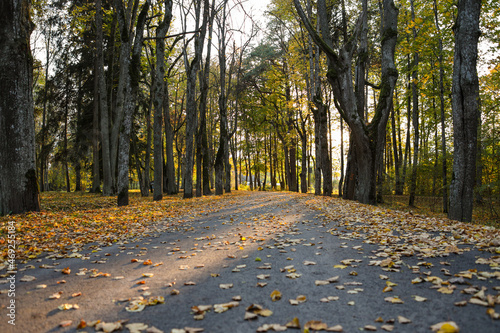 Lovely park asphalt road near large trees with yellow fallen leaves on the ground in autumn.