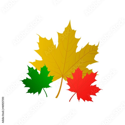 Autumn leaves. Set of vector maple leaves in different colors and sizes.