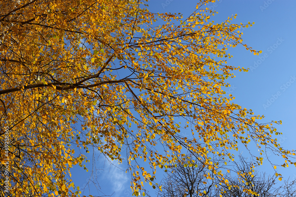 Branches of autumn birch tree with bright yellow leaves Branches of autumn birch tree with bright yellow leaves