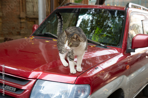 Photography A funny cat with a white chest and paws and a gray spotted back is walking along the hood of a red car