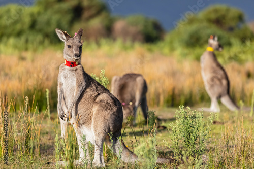 Young tagged eastern grey kangaroo (Macropus giganteus) looking straight at camera photo