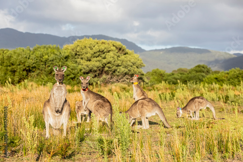 Eastern grey kangaroos (Macropus giganteus) at Wilsons Promontory National Park