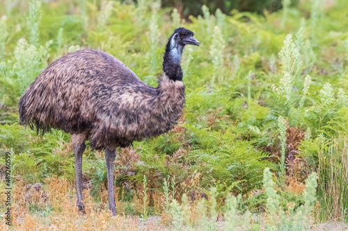 Lone emu (Dromaius novaehollandiae) at Wilsons Promontory National Park photo