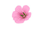 Digital drawing of single pink flower on white background