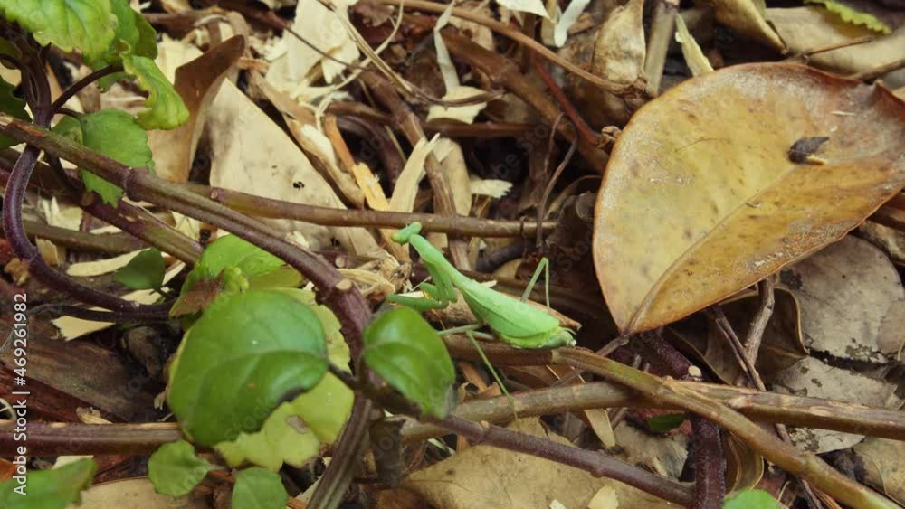 Green praying mantis moving slowly and cautiously on a plant vine from a dead leaf on the forest floor. Close up Green praying mantis moving slowly and cautiously on a plant vine from a dead leaf on the forest floor. Close up