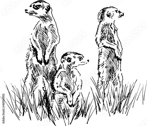 Hand sketch of a group of meerkats. Vector illustration.