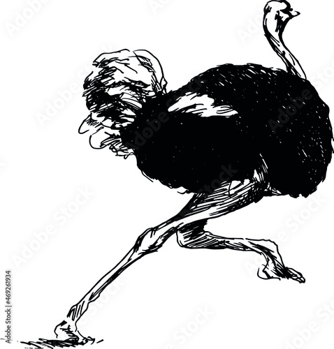 Hand sketch of a running ostrich. Vector illustration. photo