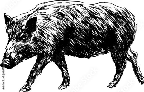 Leinwand Poster Hand sketch of a wild boar. Vector illustration.