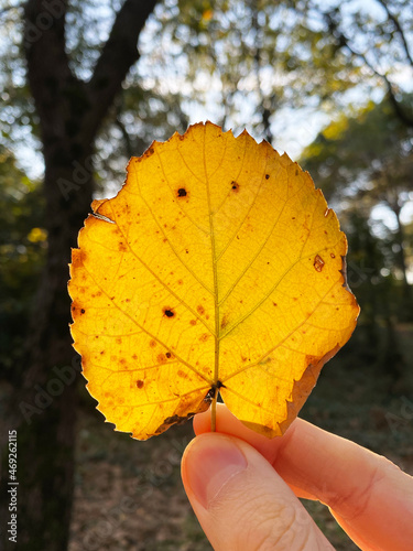 hold dried leaf. autumn concept. dry yellow poplar tree leaf