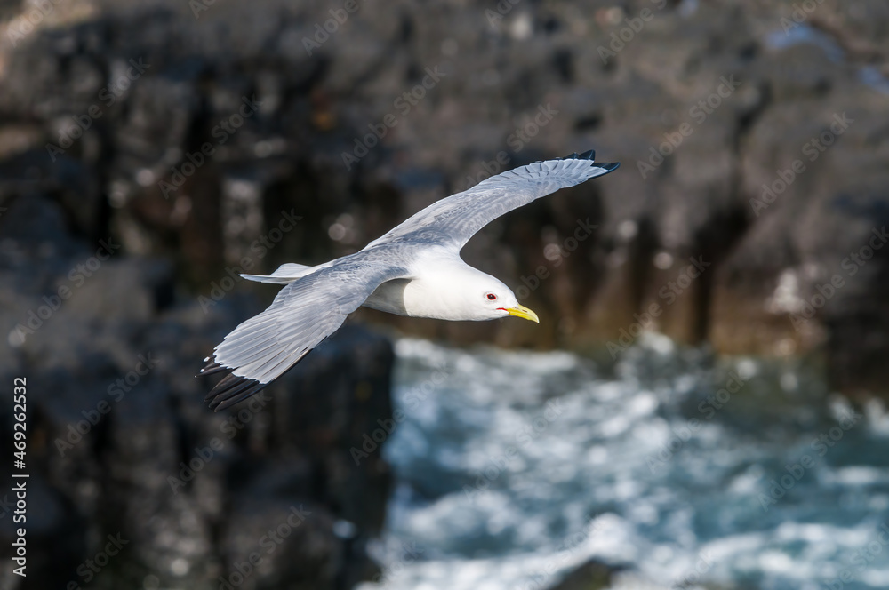 Black-legged Kittiwake (Rissa tridactyla) at St. George Island, Pribilof Islands, Alaska, USA Black-legged Kittiwake (Rissa tridactyla) at St. George Island, Pribilof Islands, Alaska, USA
