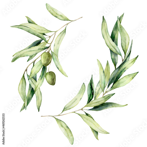 Watercolor set of olive branches, leaves and berries. Hand painted nature elements isolated on white background. Plants illustration for design, print, fabric or background.