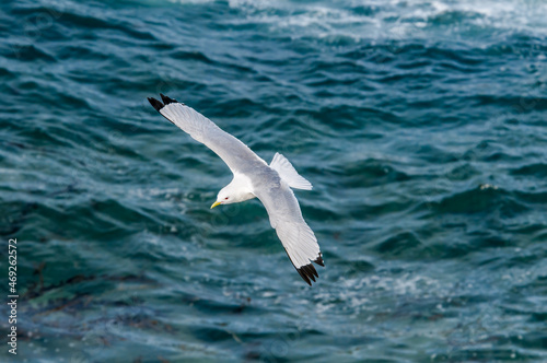 Black-legged Kittiwake (Rissa tridactyla) at St. George Island, Pribilof Islands, Alaska, USA